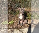 Small Photo #14 American Pit Bull Terrier-Unknown Mix Puppy For Sale in New York, NY, USA