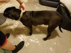 Small Photo #1 American Bulldog-German Shepherd Dog Mix Puppy For Sale in SURPRISE, AZ, USA