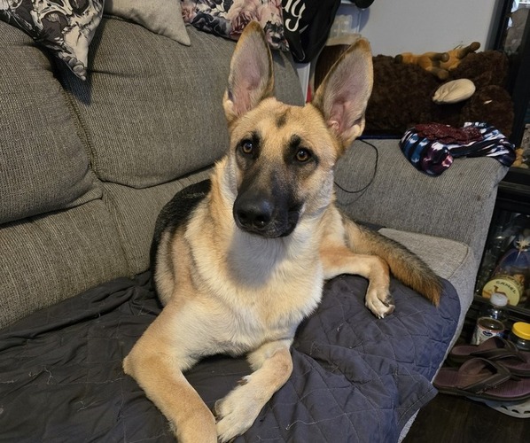 Medium Photo #1 German Shepherd Dog Puppy For Sale in CANTON, OH, USA