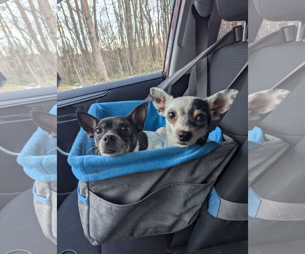 Medium Photo #1 Rat-Cha Puppy For Sale in Sykesville, MD, USA