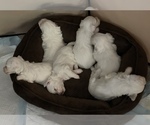 Small Photo #3 Maltese Puppy For Sale in NEWNAN, GA, USA