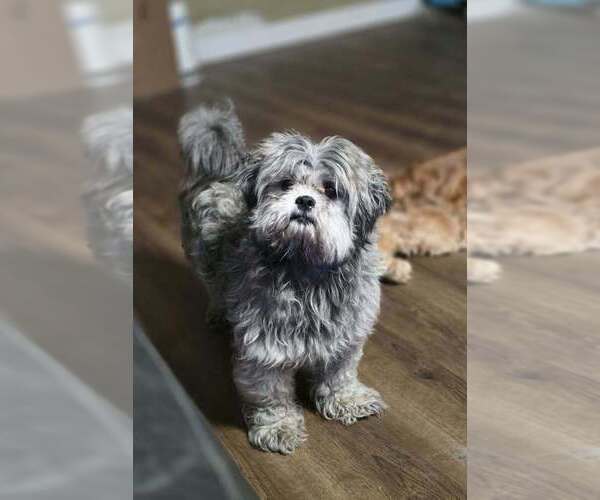 Medium Photo #4 Shih Tzu Puppy For Sale in Aurora, IN, USA
