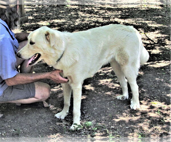 Medium Photo #2 Great Pyrenees-Retriever  Mix Puppy For Sale in Godley, TX, USA