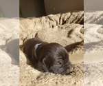 Small Photo #4 Cane Corso Puppy For Sale in TRINIDAD, CO, USA