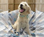 Small #3 Golden Retriever Mix