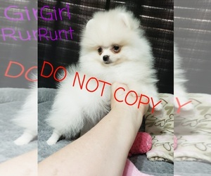 Pomeranian Puppy for sale in DOWNERS GROVE, IL, USA