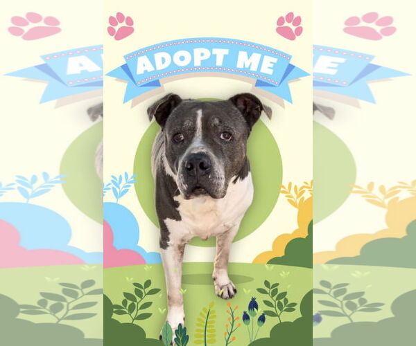 Medium Photo #8 Staffordshire Bull Terrier Puppy For Sale in Weston, FL, USA
