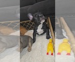 Small French Bulldog