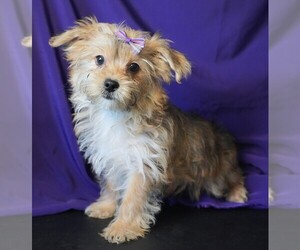 Morkie Puppy for sale in ROCK VALLEY, IA, USA