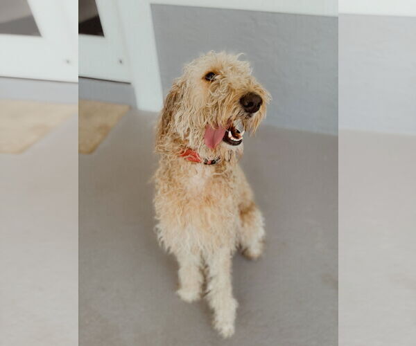 Medium Photo #7 Goldendoodle Puppy For Sale in Orlando, FL, USA