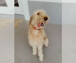 Small #6 Goldendoodle
