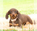 Small #3 Dachshund