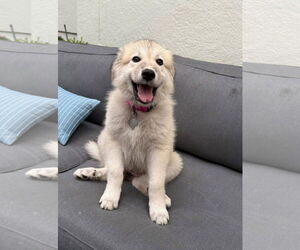 Great Pyrenees-Unknown Mix Dogs for adoption in Houston, TX, USA