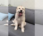 Small Great Pyrenees Mix