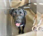 Small #1 American Pit Bull Terrier-Labrador Retriever Mix