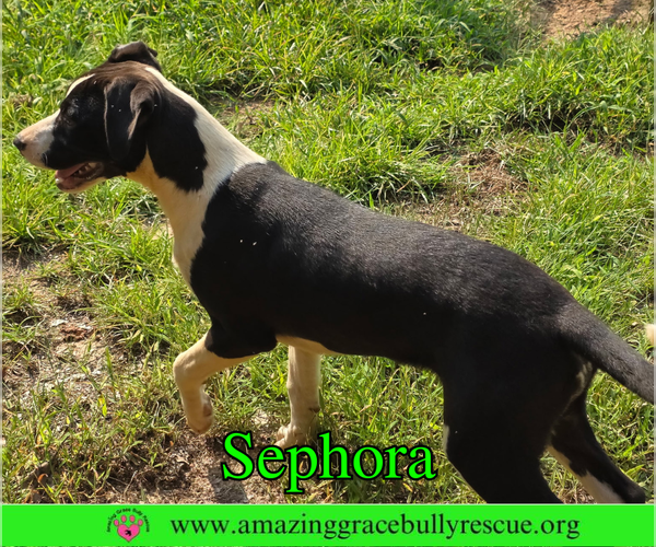 Medium Photo #6 Labrador Retriever-Unknown Mix Puppy For Sale in Milton, FL, USA