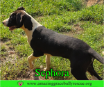 Small #5 Labrador Retriever Mix
