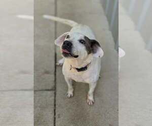 Shay - Female Labrador Retriever-Unknown Mix Dog for Adoption - Photo #4