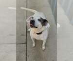 Small #3 Labrador Retriever Mix