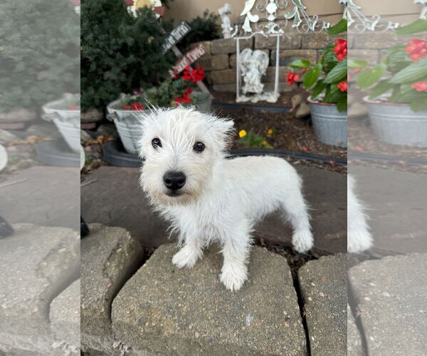 Medium Photo #2 Mutt Puppy For Sale in Sioux Falls, SD, USA