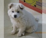 Small Photo #3 Siberian Husky-Standard Spitz Mix Puppy For Sale in WILLIAMSPORT, MD, USA