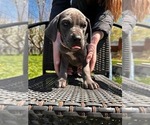 Puppy Dark pink Great Dane