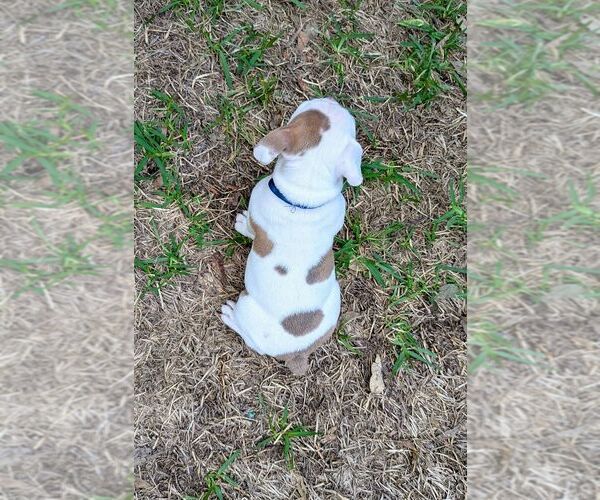 Medium Photo #6 Olde English Bulldogge Puppy For Sale in AUSTIN, TX, USA