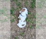 Small #5 Olde English Bulldogge