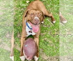 Small Photo #4 Mutt Puppy For Sale in Mount Laurel, NJ, USA