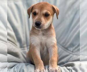 Mutt Dogs for adoption in San Diego, CA, USA