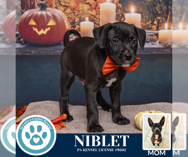 Medium Photo #2 American Pit Bull Terrier-Labrador Retriever Mix Puppy For Sale in Kimberton, PA, USA