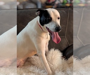 Parker - Louisiana Litter - Male Mutt Dog for Adoption - Photo #22