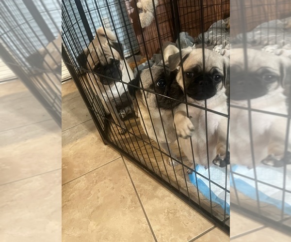 Medium Photo #9 Pug Puppy For Sale in ARLINGTON, TX, USA
