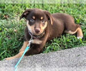 Australian Shepherd Puppy for sale in INDIANAPOLIS, IN, USA