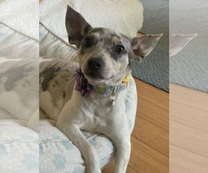 Rat Terrier Dogs for adoption in Atlanta, GA, USA