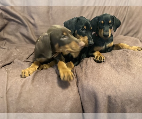 Medium Photo #4 Doberman Pinscher Puppy For Sale in HATTIESBURG, MS, USA