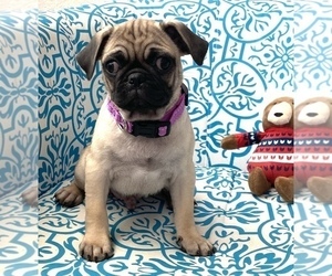 Pug Puppy for Sale in HUTTO, Texas USA