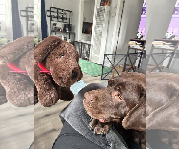 Medium Photo #8 Labrador Retriever-Unknown Mix Puppy For Sale in San Diego, CA, USA