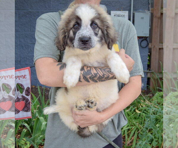 Medium Photo #3 Collie-Great Pyrenees Mix Puppy For Sale in Huntley, IL, USA