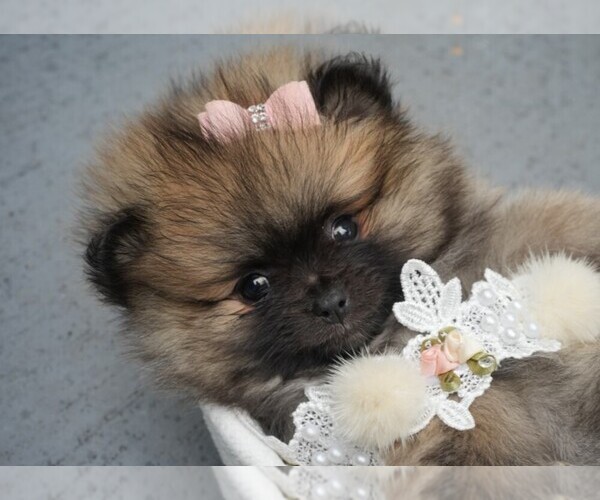Medium Photo #11 Pomeranian Puppy For Sale in PEMBROKE PINES, FL, USA