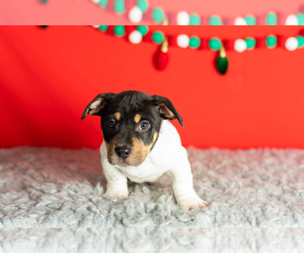 Medium Photo #15 Alapaha Blue Blood Bulldog-Jack Russell Terrier Mix Puppy For Sale in MILLERSBURG, IN, USA