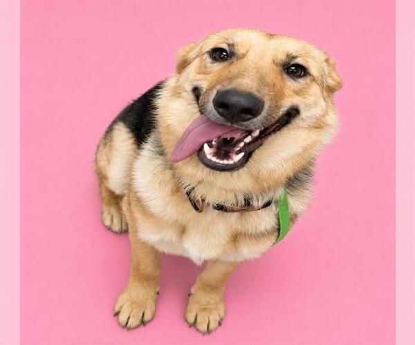 Medium Photo #2 German Shepherd Dog Puppy For Sale in HESPERIA, CA, USA