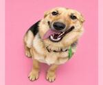 Small #1 German Shepherd Dog