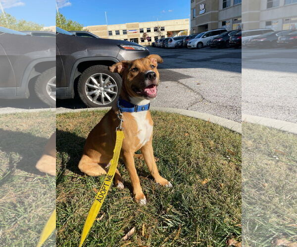 Medium Photo #5 Carolina Dog-Unknown Mix Puppy For Sale in Derwood, MD, USA