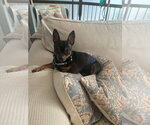 Small #2 Chihuahua Mix