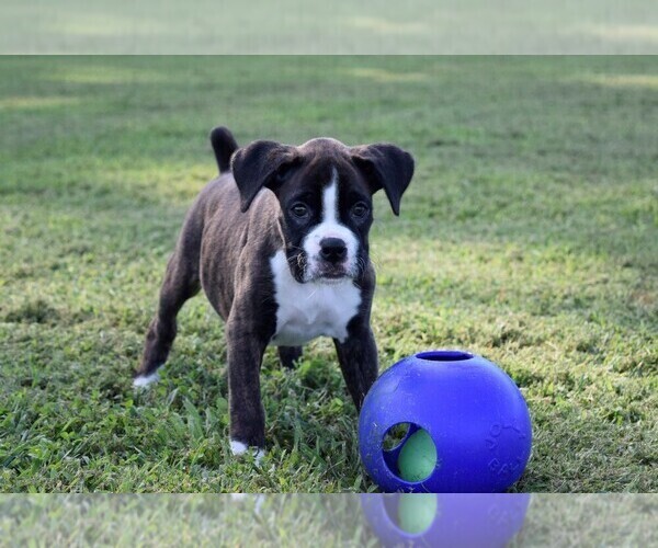 Medium Photo #17 Boxer Puppy For Sale in CHILHOWEE, MO, USA