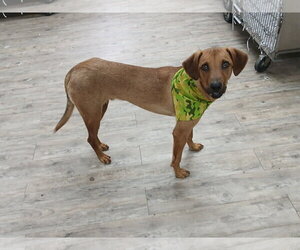Professor Red - Male Labrador Retriever-Unknown Mix Dog for Adoption - Photo #25