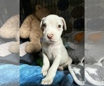 Small #2 Mutt