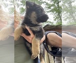 Small #4 German Shepherd Dog