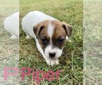 Puppy 4 Jack Russell Terrier